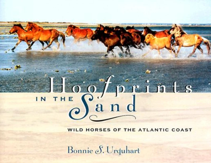 Hoofprints In The Sand