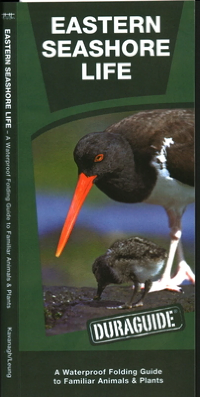 Eastern Seashore Life