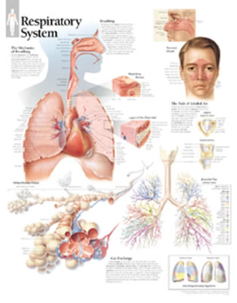 Respiratory System Laminated Poster