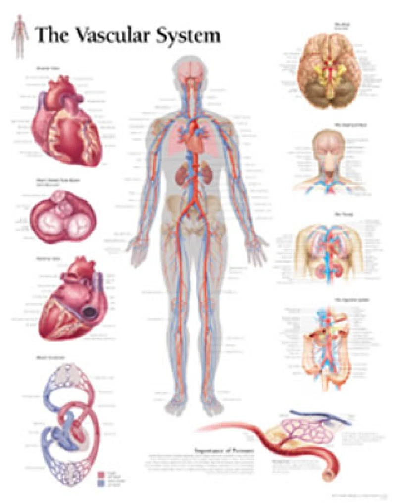 Vascular System Laminated Poster
