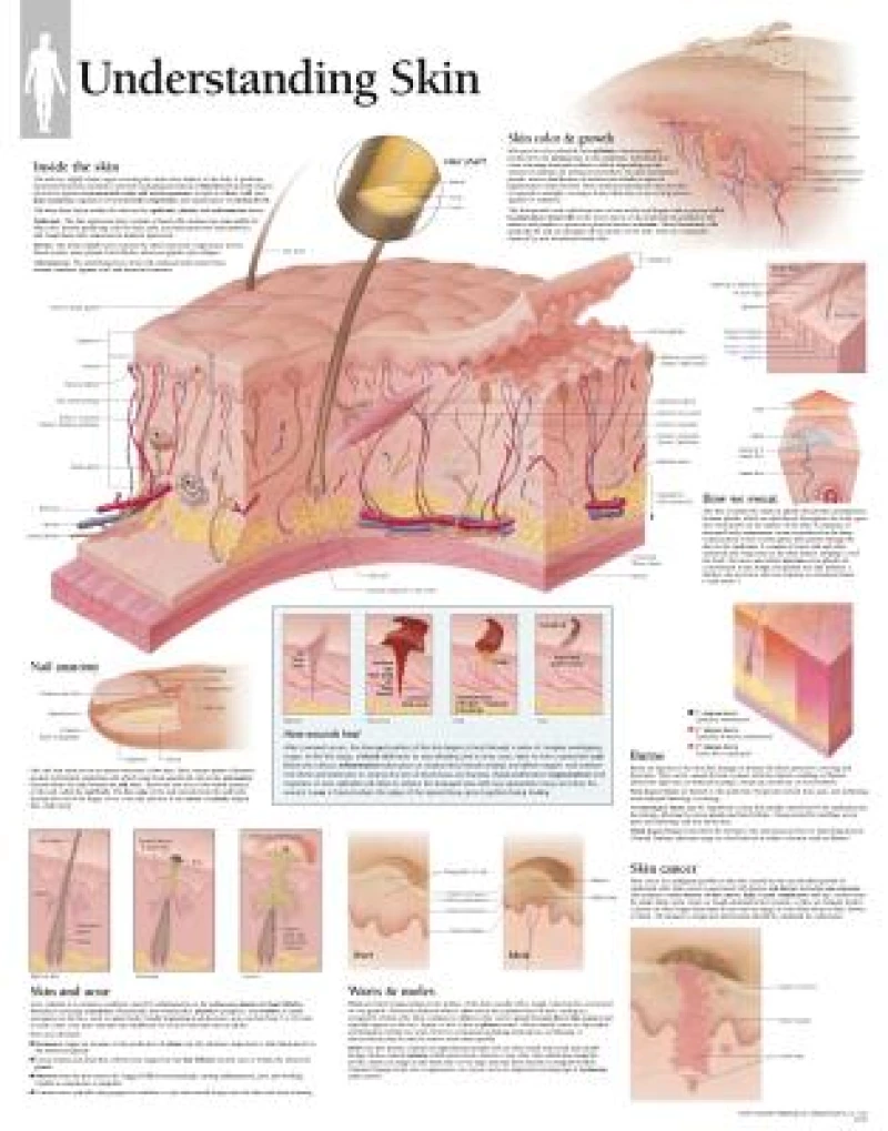 Understanding Skin Laminated Poster