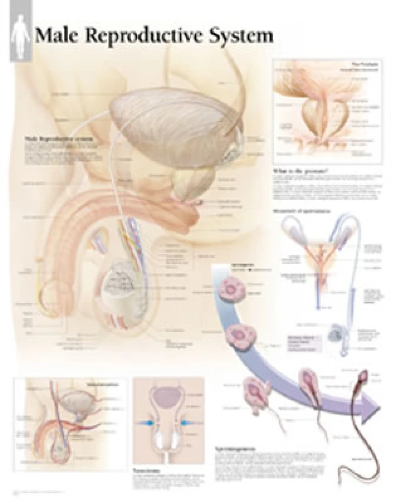 Male Reproductive System Paper Poster
