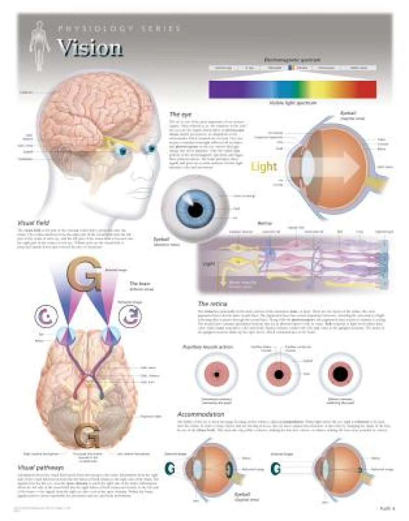 Vision Laminated Poster