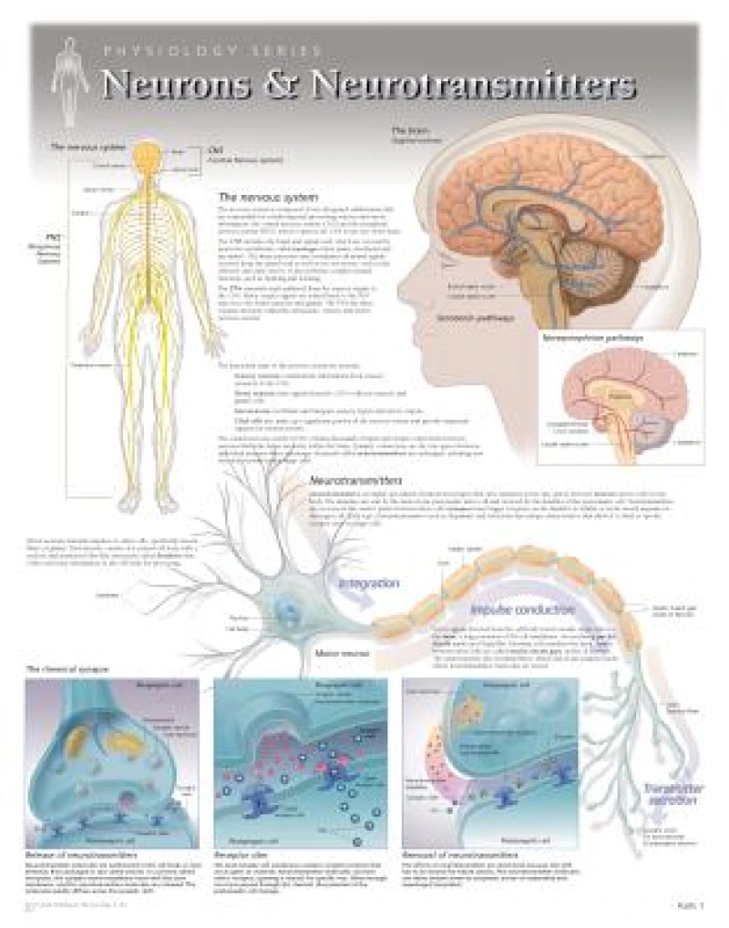Neurons & Neurotransmitters Laminated Poster
