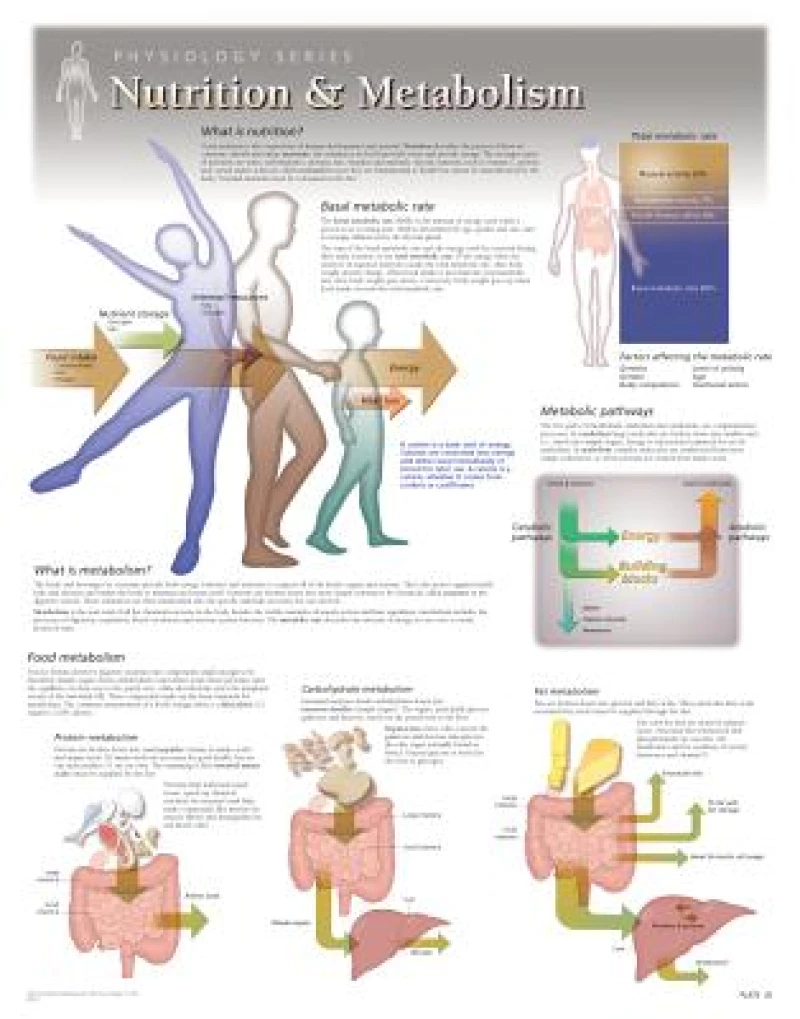 Nutrition & Metabolism Laminated Poster