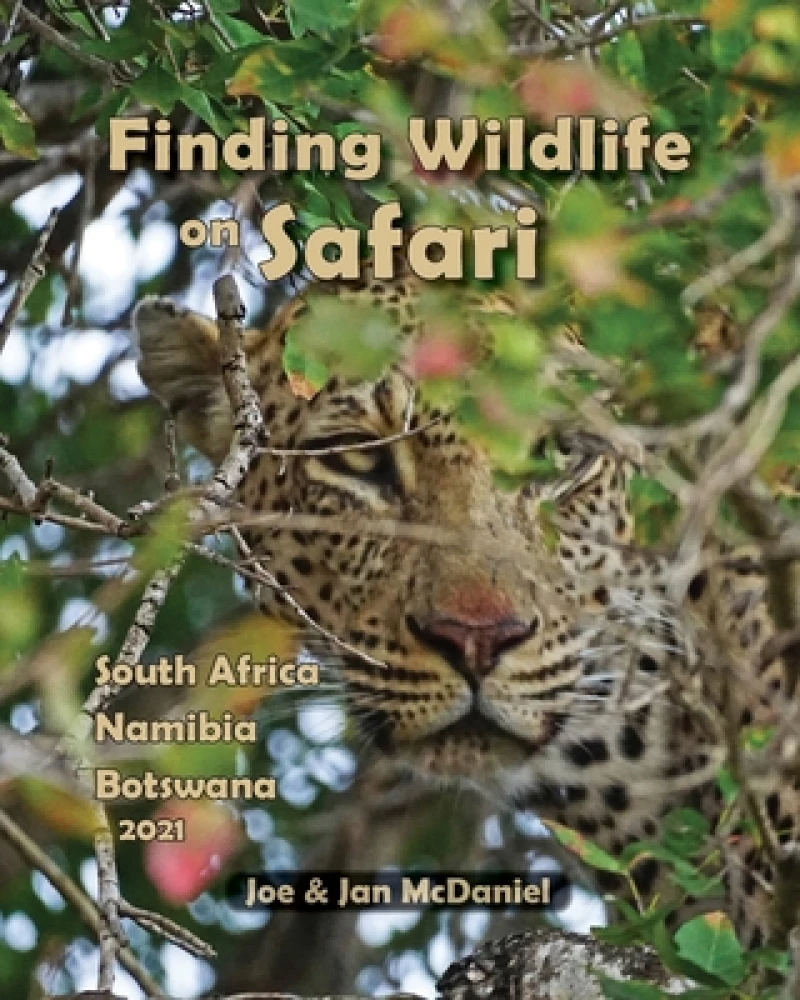 Finding Wildlife On Safari
